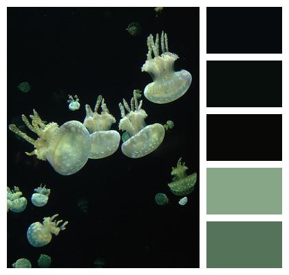 Vancouver Aquarium Jellyfish Underwater Image